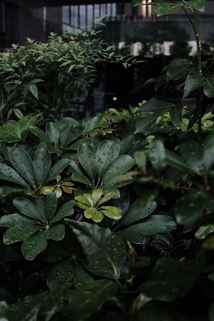 services-04 Close-up of lush green leaves with raindrops, reflecting tranquility and nature's beauty.