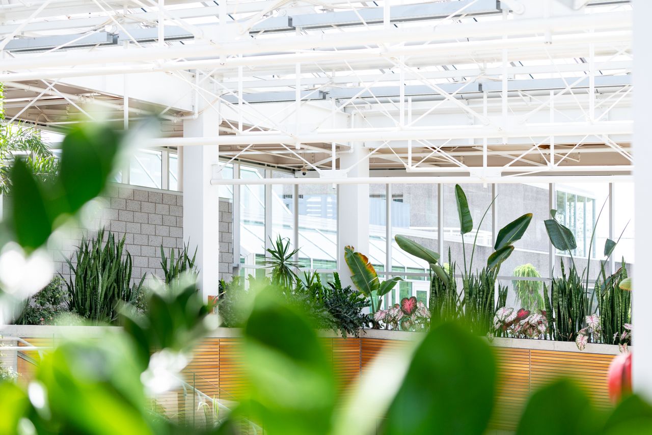 gallery-1 Modern indoor greenhouse with abundant greenery and natural light creating a serene atmosphere.