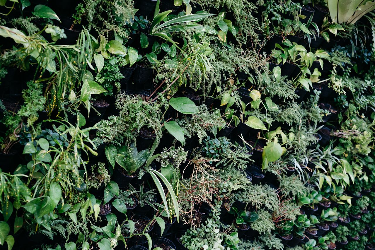 services-img A lush vertical garden showcasing various green plants and leaves, perfect for nature themes.