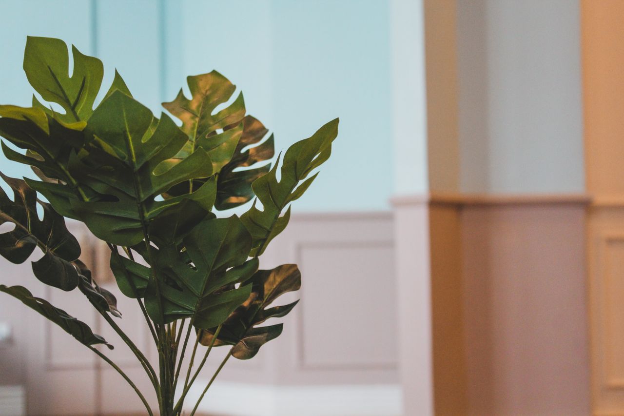 gallery-4 A lush monstera plant adds a touch of greenery to a modern indoor space.