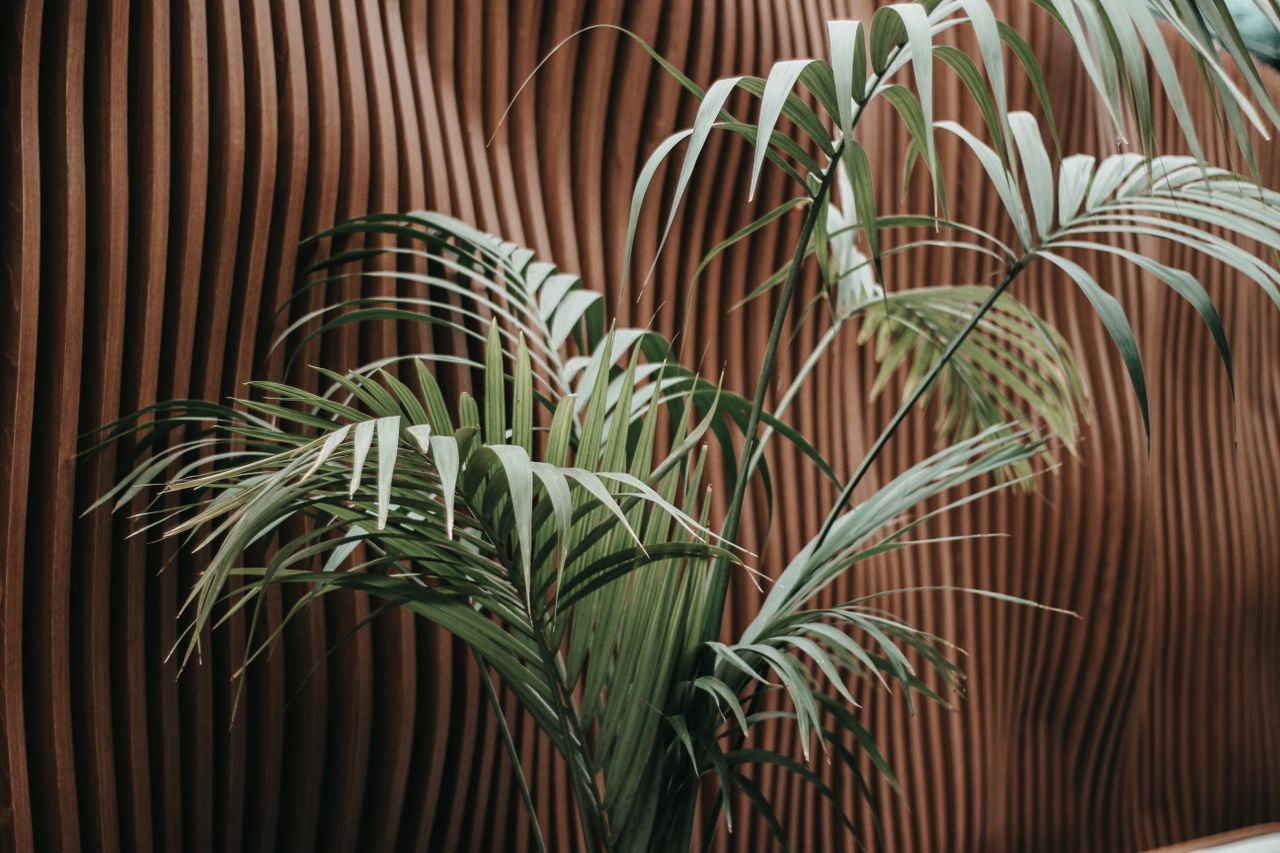 gallery-2 Stylish modern interior featuring a Howea palm against a textured wooden wall.