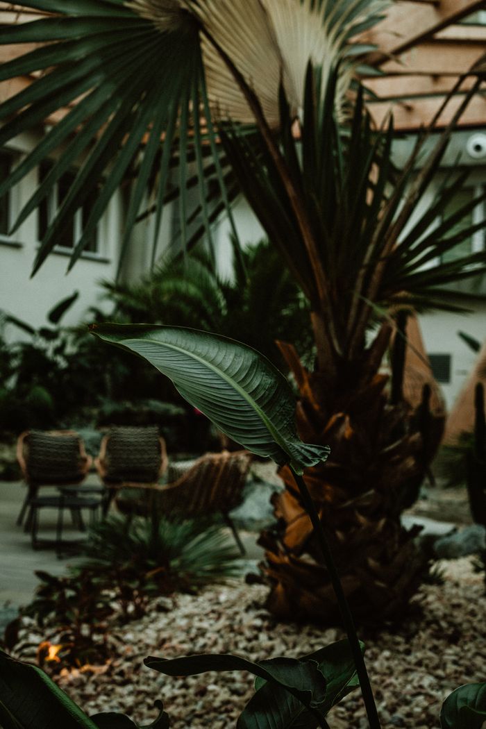 contact-img Stylish tropical garden with exotic plants in an indoor setting, creating a lush oasis.