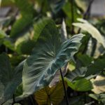 Close-up of lush green elephant ear leaves illuminated by sunlight, creating a tropical vibe.