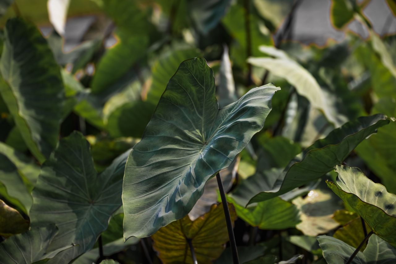 Close-up of lush green elephant ear leaves illuminated by sunlight, creating a tropical vibe.
