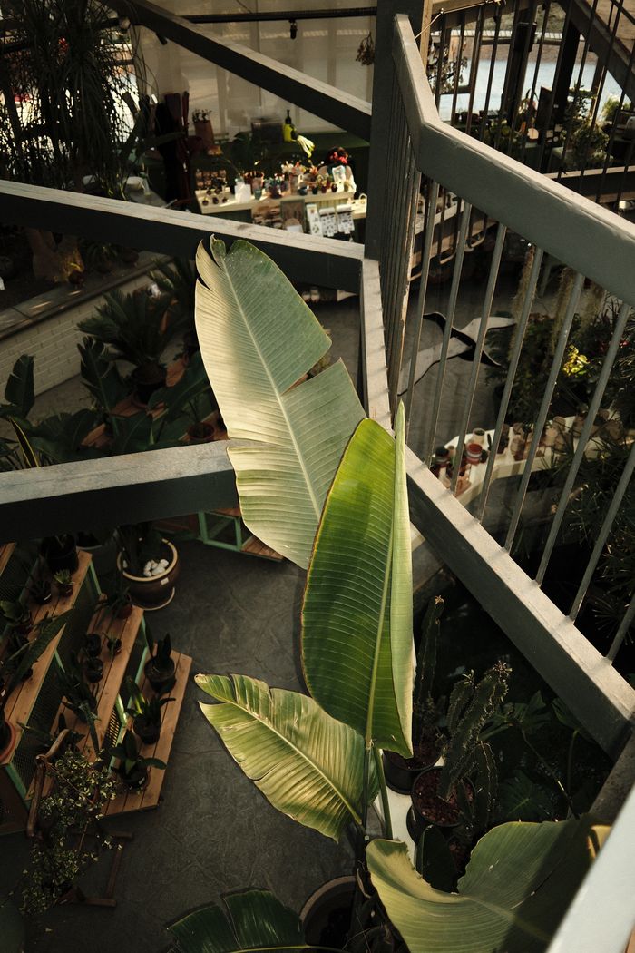Aerial view of an indoor plant shop filled with various greenery and tropical plants.