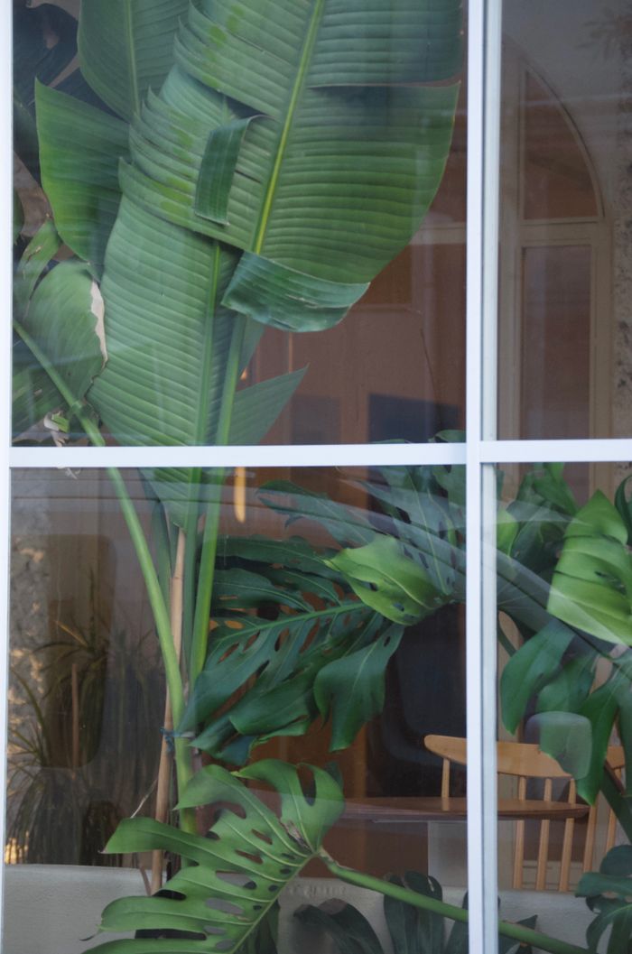 services-02 Tropical plants behind a glass window in a cozy indoor setting.