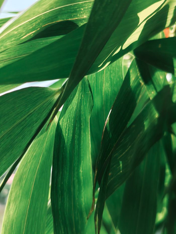 our-experience Fresh green bamboo leaves bathed in sunlight, highlighting natural textures.