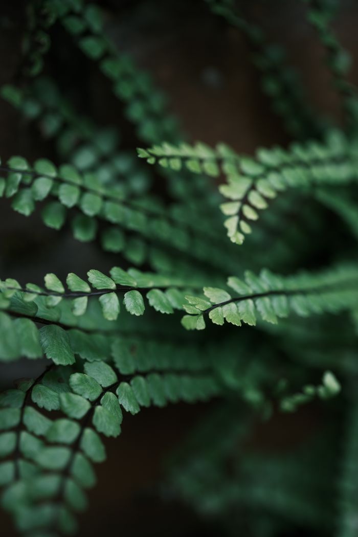 about-02 Detailed view of fresh green fern leaves showcasing natural beauty and texture.
