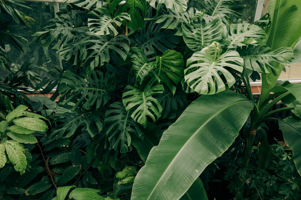 hero-img-01 Lush green monstera and banana leaves filling the view in a tranquil indoor garden setting.