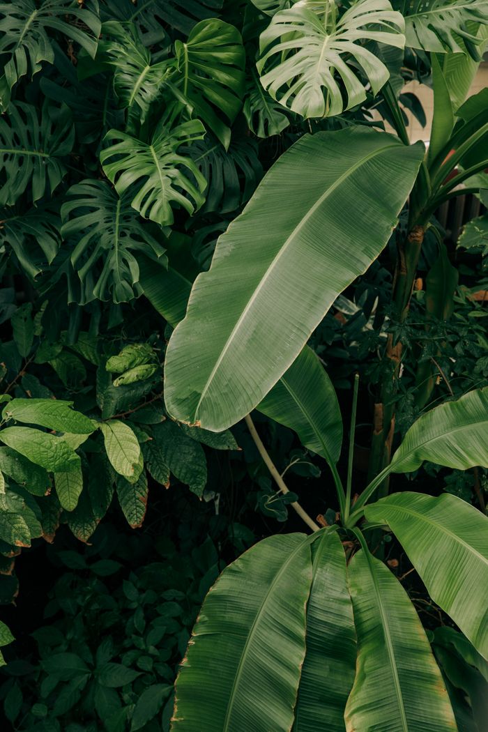 gallery-6 A vibrant display of tropical foliage featuring Monstera and banana leaves in lush greenery.