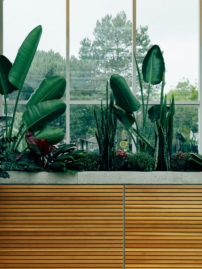 gallery-3 Lush green plants in a modern indoor planter against a large window backdrop.