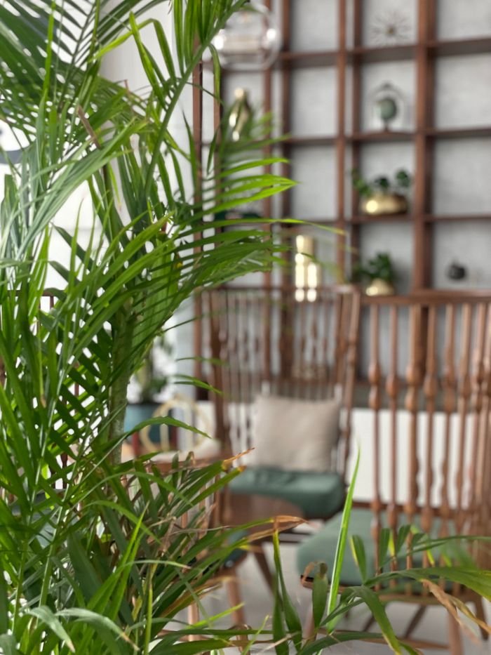 about-img A vibrant areca palm adds greenery to a stylish indoor setting with wooden decor.